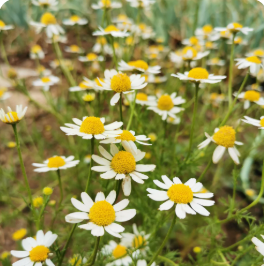 Semillas aromáticas