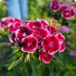 Semillas de flores