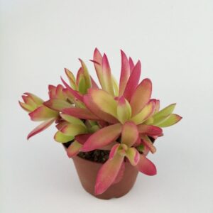 Crassula capitella 'Campfire'