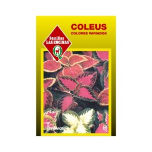 Semillas de Coleus Rainbow