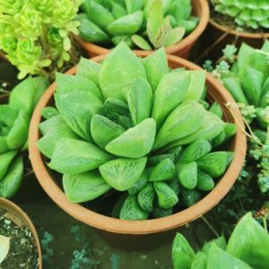 Haworthia cuspidata