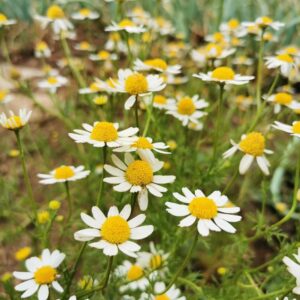 Semillas de Aromáticas