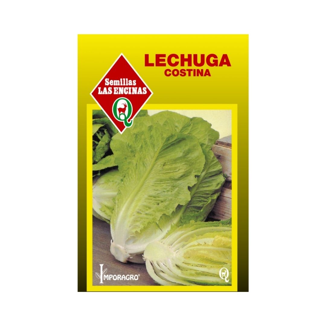 Semillas de Lechuga Costina