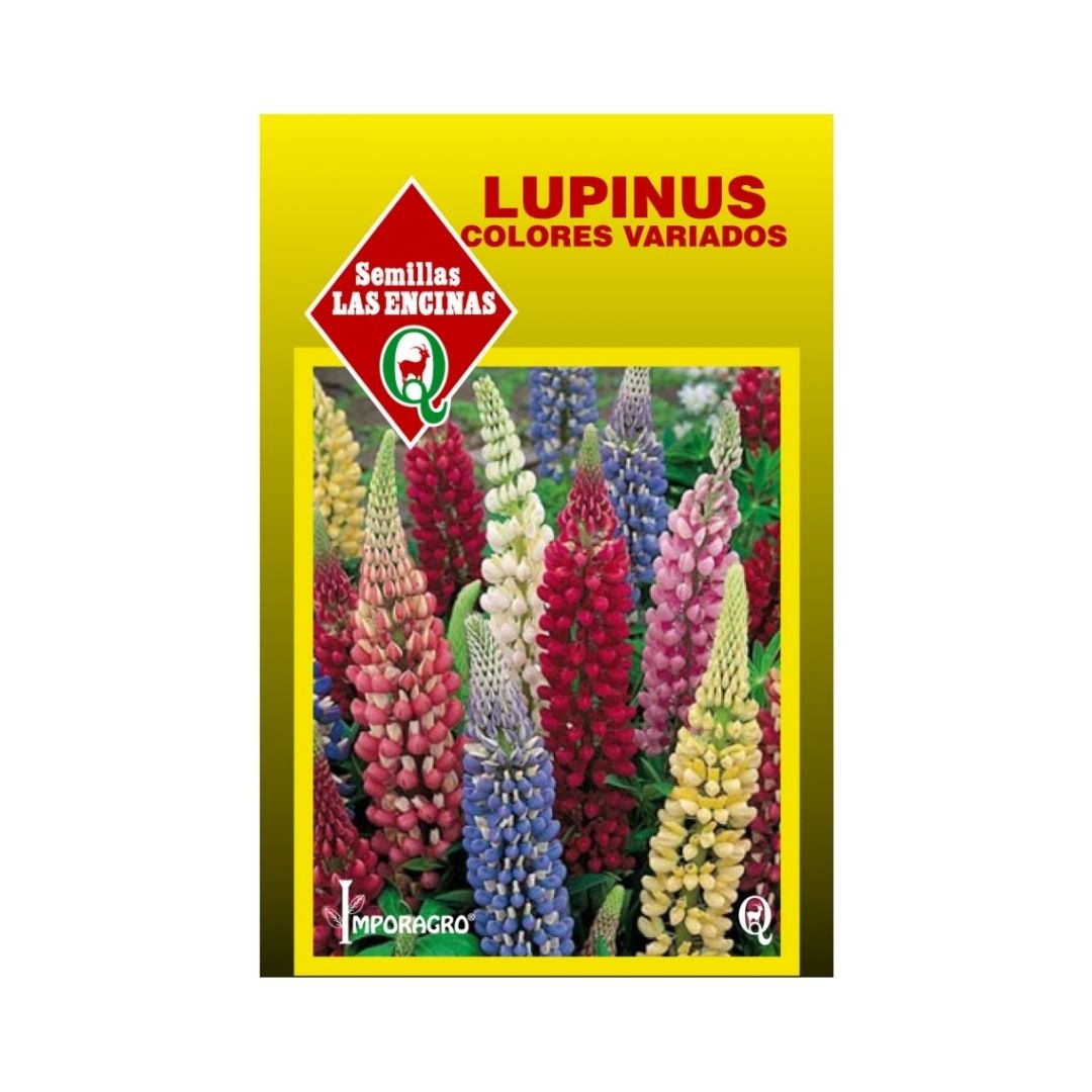 Semillas de Lupinus 'Russel'