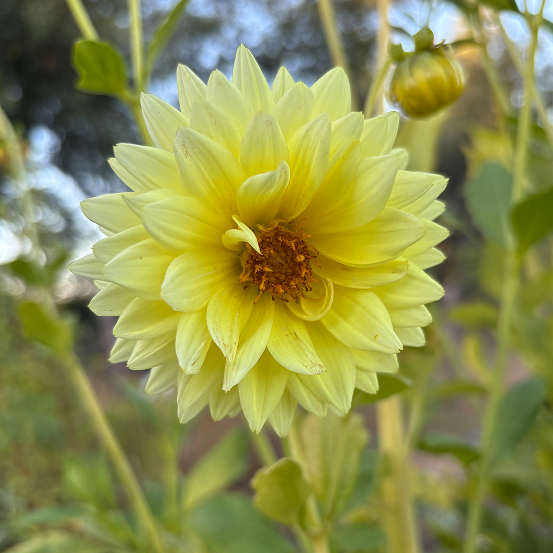 Semillas de Dalia Decorativa (Mix de colores) - Imagen 4