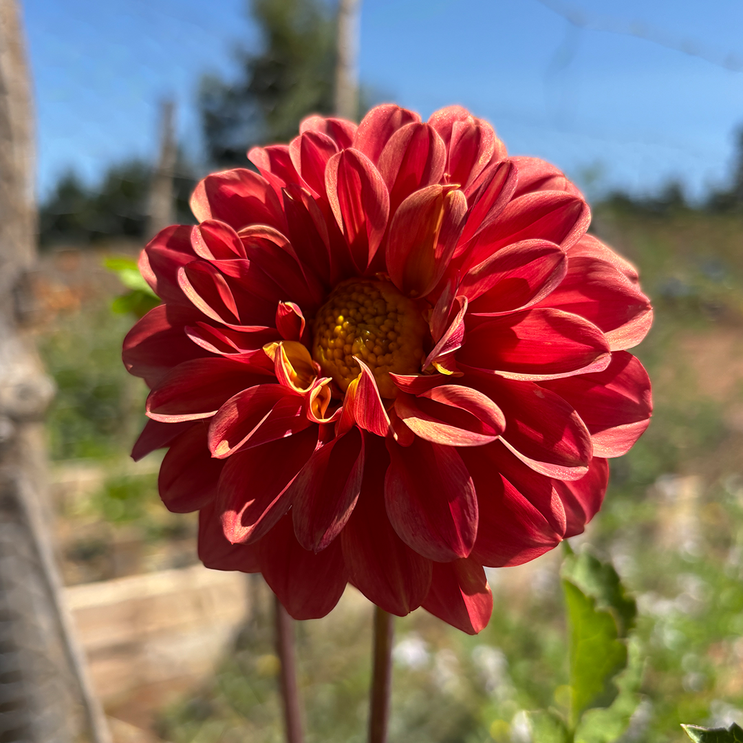 Semillas de Dalia Decorativa (Mix de colores) - Imagen 2