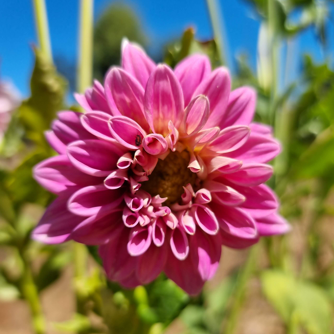Semillas de Dalia Decorativa (Mix de colores) - Imagen 5