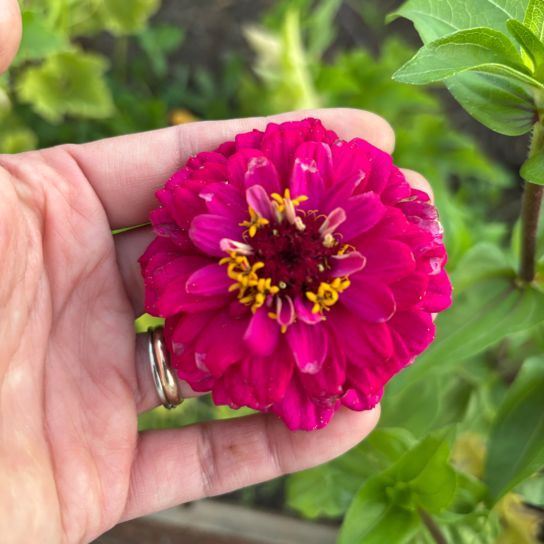 Semillas de Zinnia Gigante - Imagen 2