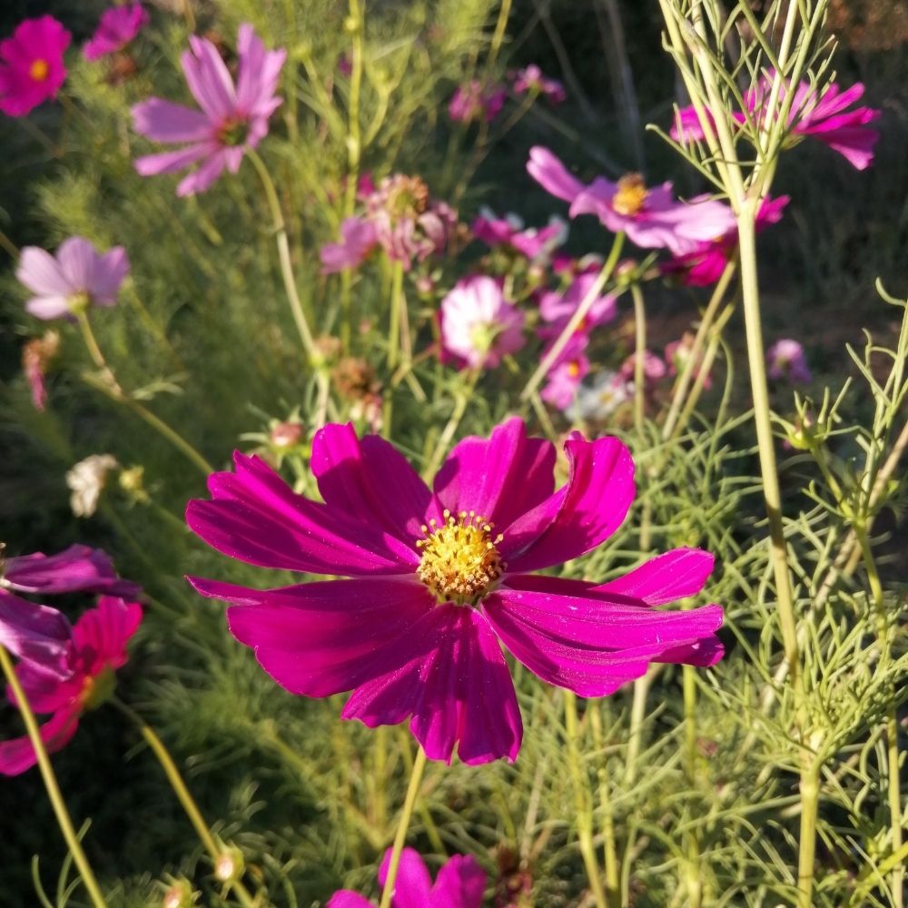 Semillas de Cosmos Sensación - Imagen 2
