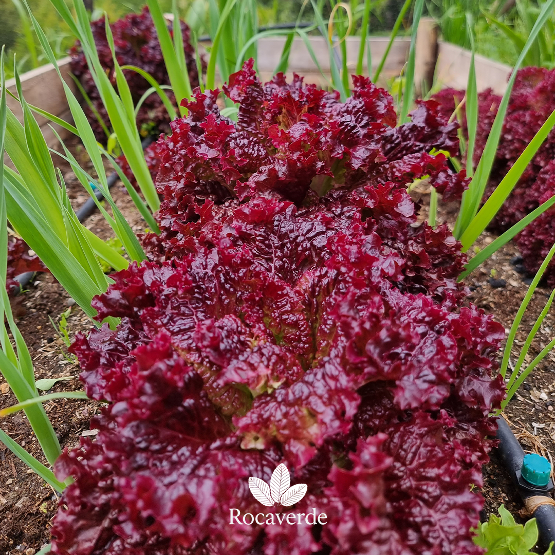 Semillas de Lechuga Lollo Rossa - Imagen 2