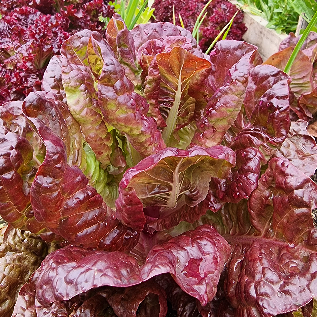 Semillas de Lechuga Morada 4 Estaciones - Imagen 2