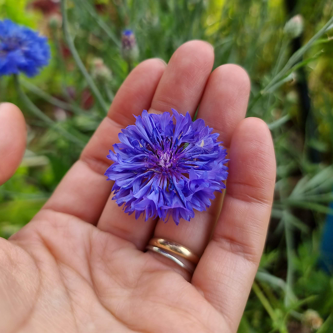 Semillas de Centaurea Doble (mix de colores) - Imagen 2