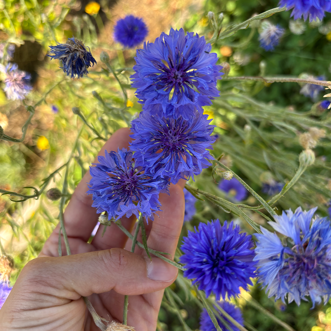 Semillas de Centaurea Doble (mix de colores) - Imagen 3