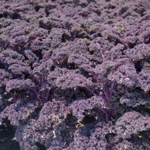 Semillas de Kale Crespo 'Reddy'