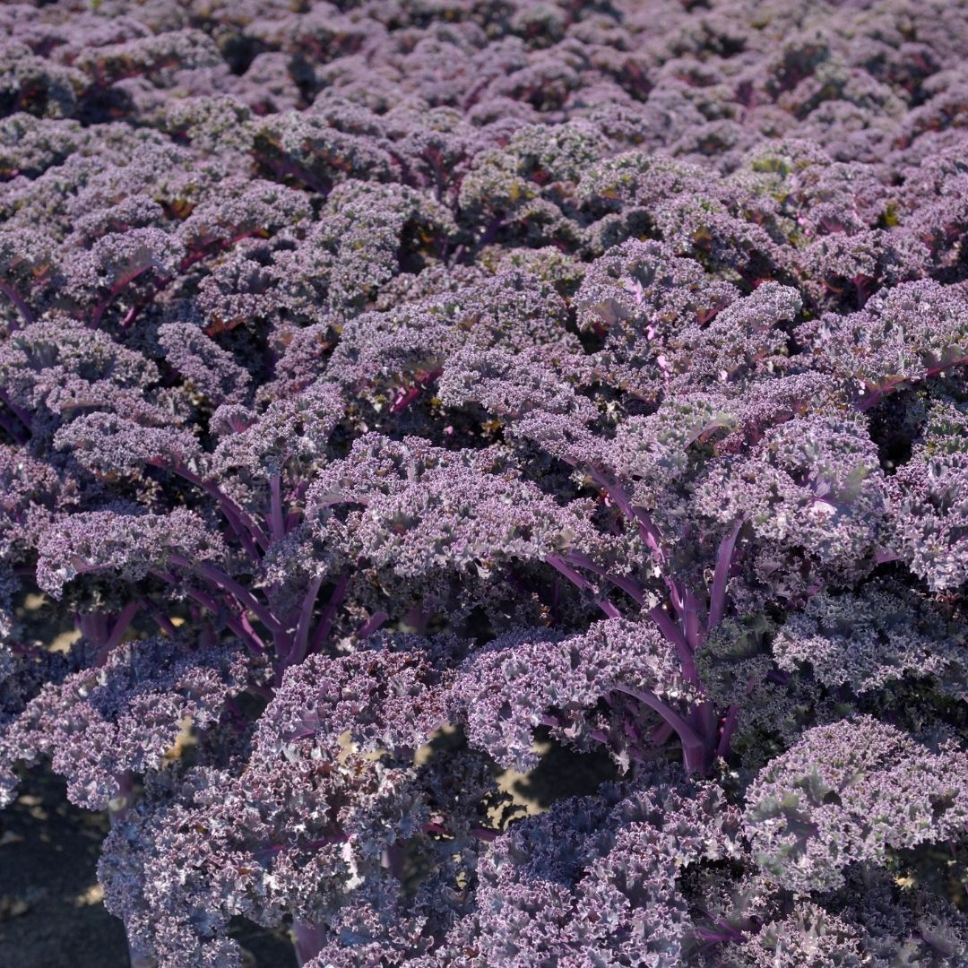 Semillas de Kale Crespo 'Reddy'