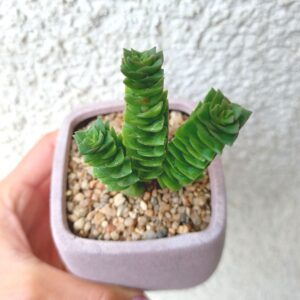 Crassula perforata 'Green pagoda'