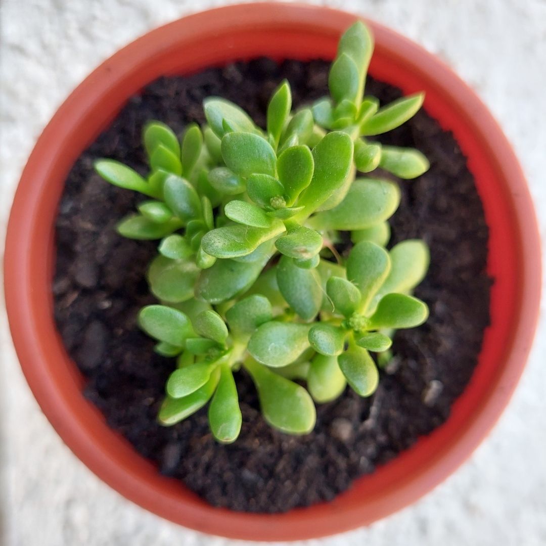 Crassula atropurpurea var. anomala