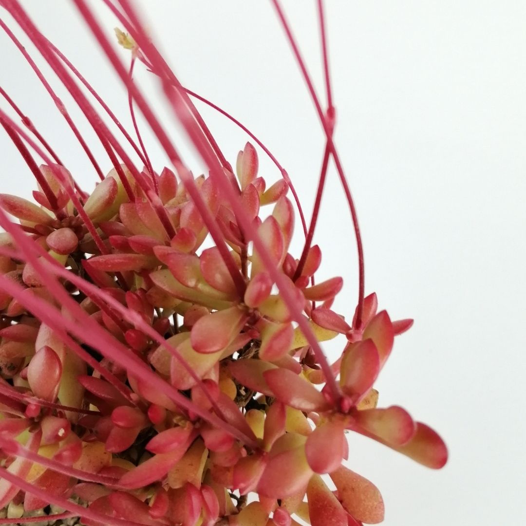 Crassula atropurpurea var. anomala - Imagen 2