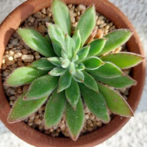 Echeveria pulvinata