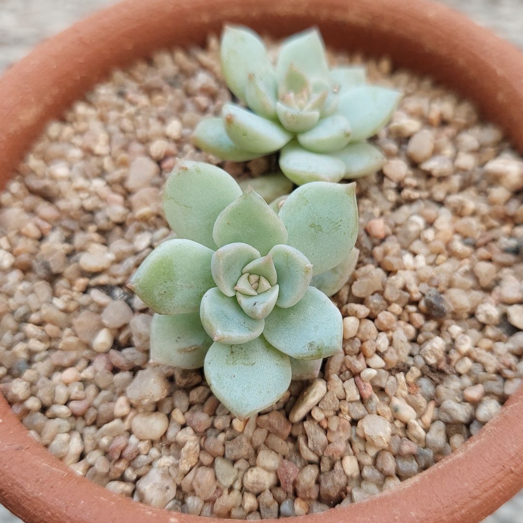 Graptoveria 'Titubans'