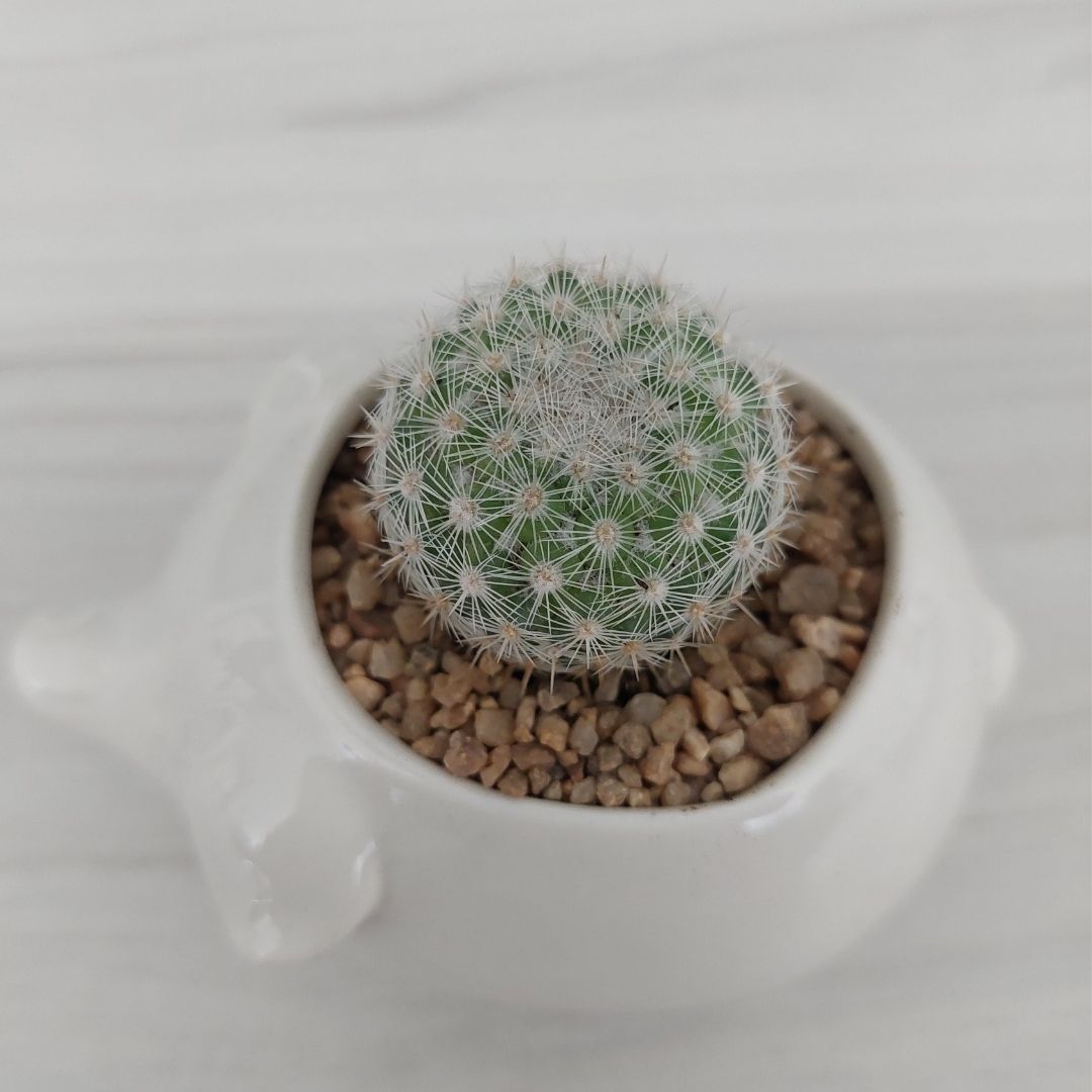 Mammillaria sp.