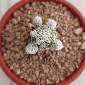 Mammillaria gracilis