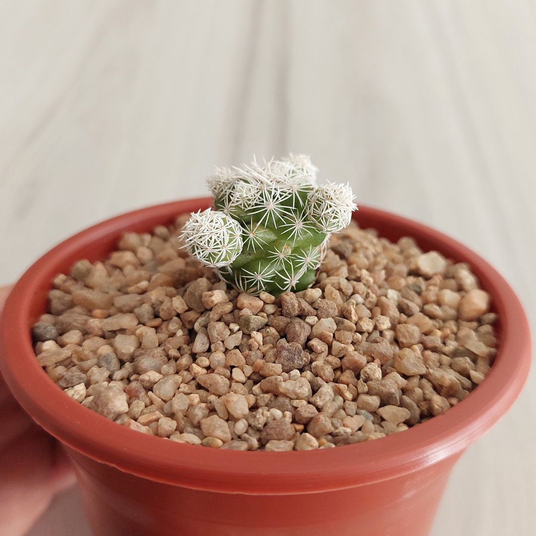 Mammillaria gracilis - Imagen 2