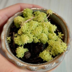 Sedum japonicum 'Tokyo sun'
