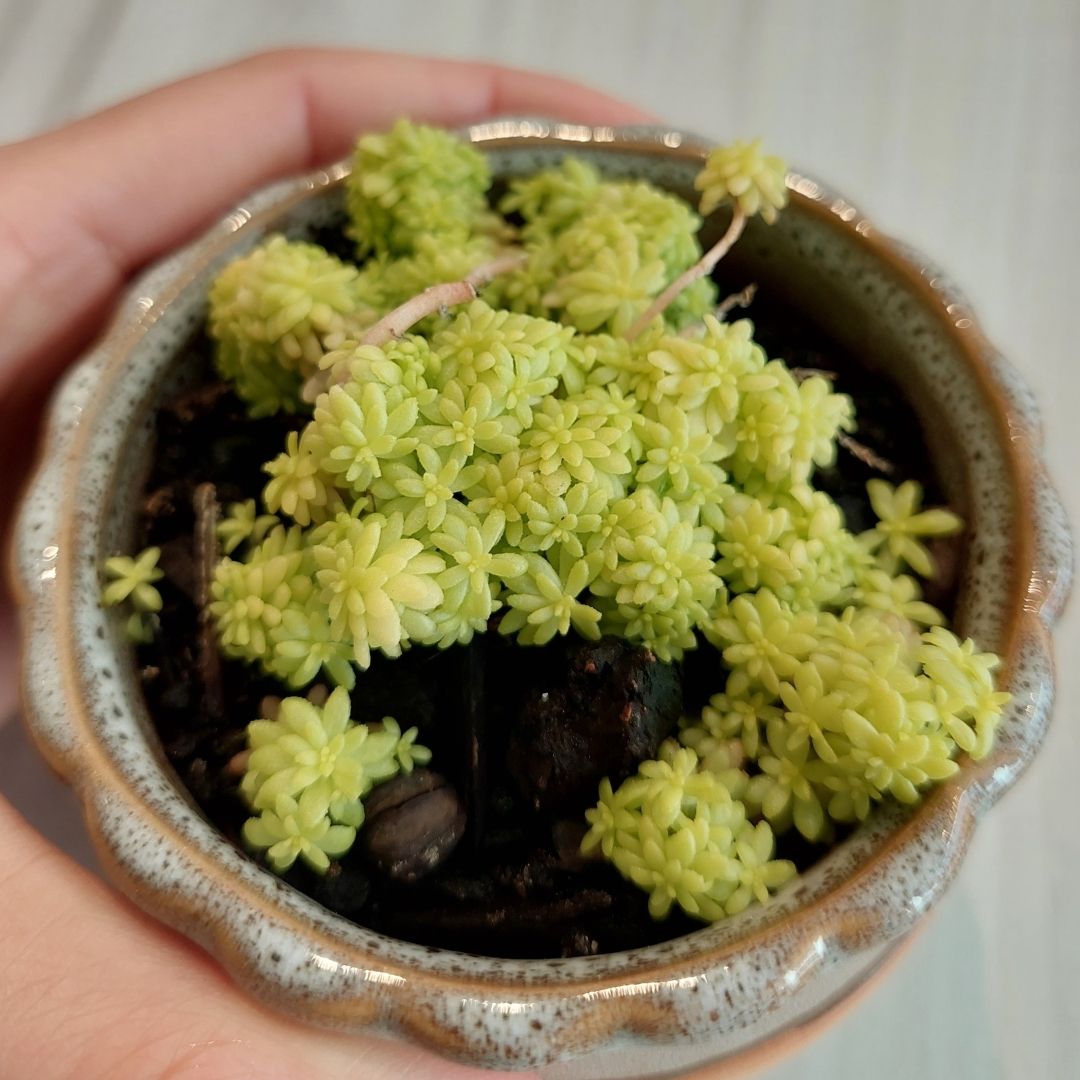 Sedum japonicum 'Tokyo sun'