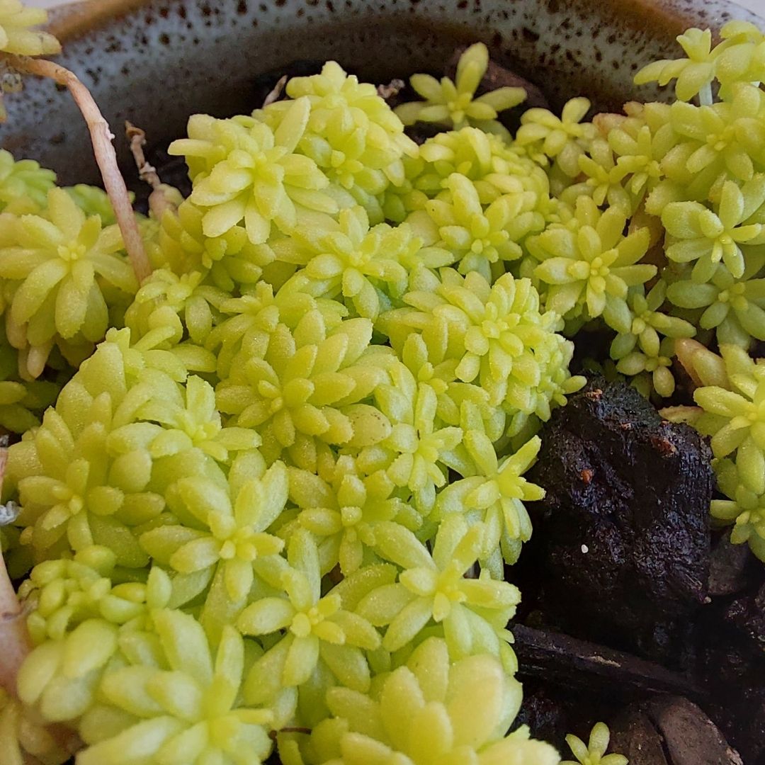 Sedum japonicum 'Tokyo sun' - Imagen 2