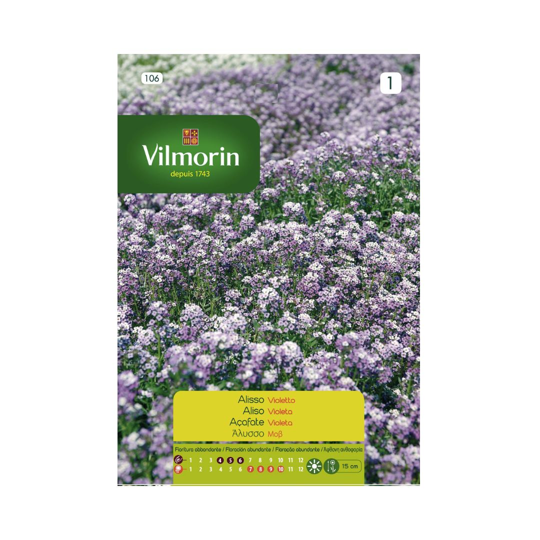 Semillas de Alyssum Violeta Vilmorin (Aliso)