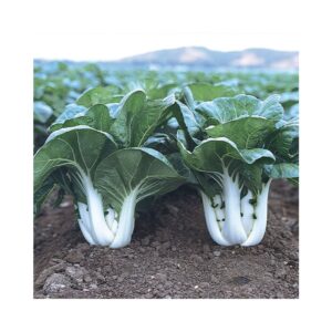 Semillas de Pak choi blanco
