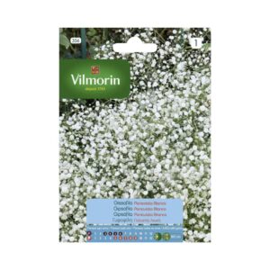 Semillas de Gipsofila Blanca