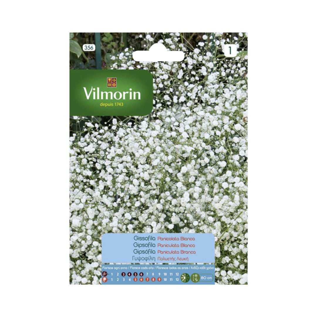 Semillas de Gipsofila Blanca