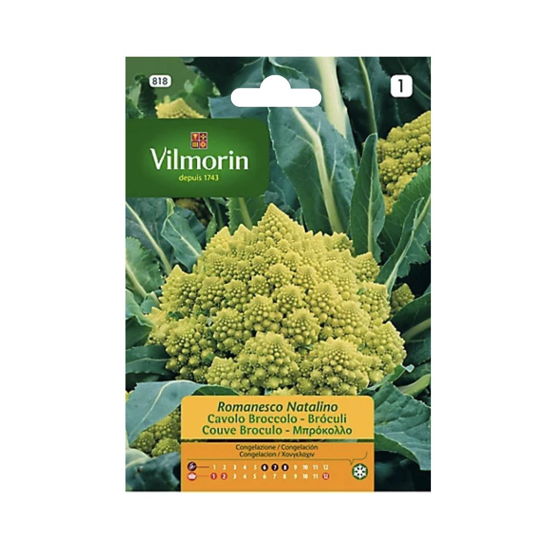 Semillas de Brocoli Romanesco 'Natalino'