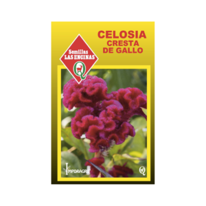 Semillas de Celosía cresta de gallo