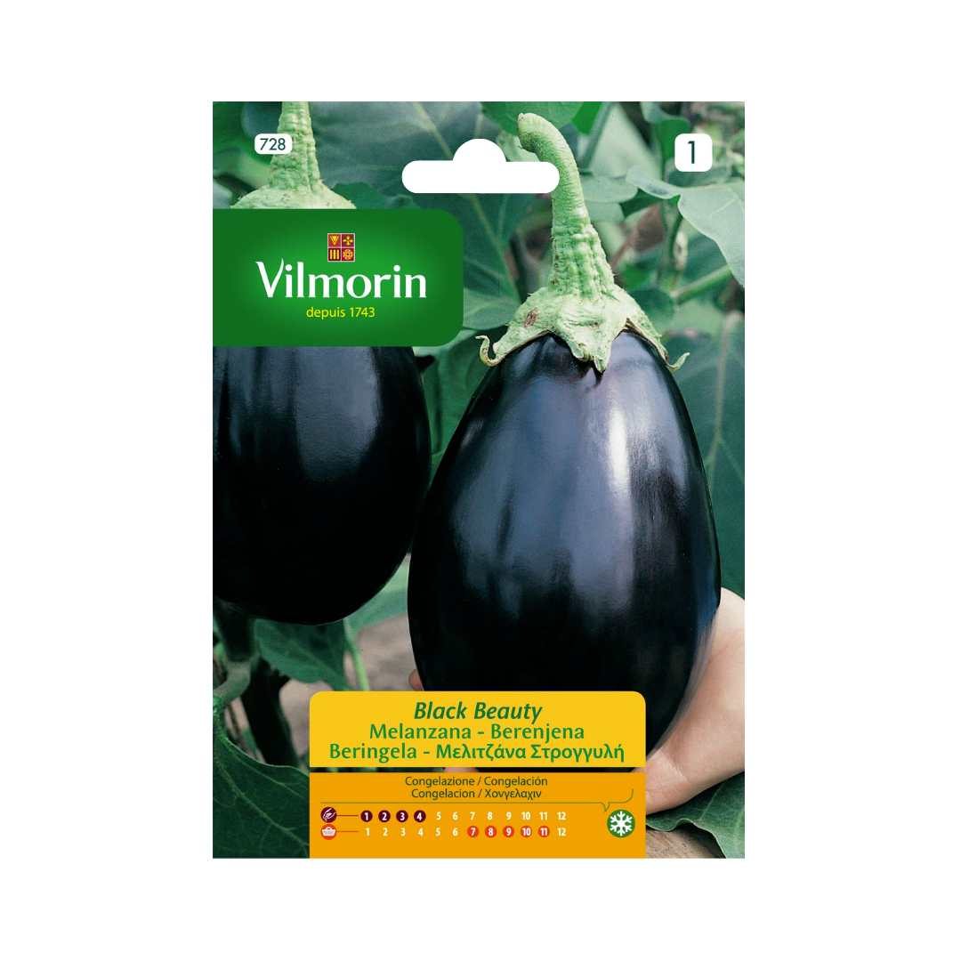 Semillas de Berenjena Black Beauty