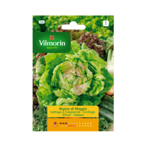 Semillas de Lechuga Reina de Mayo