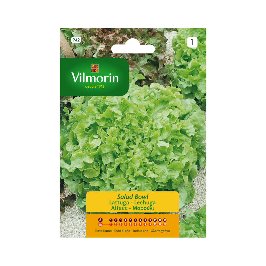 Semillas de Lechuga Salad Bowl