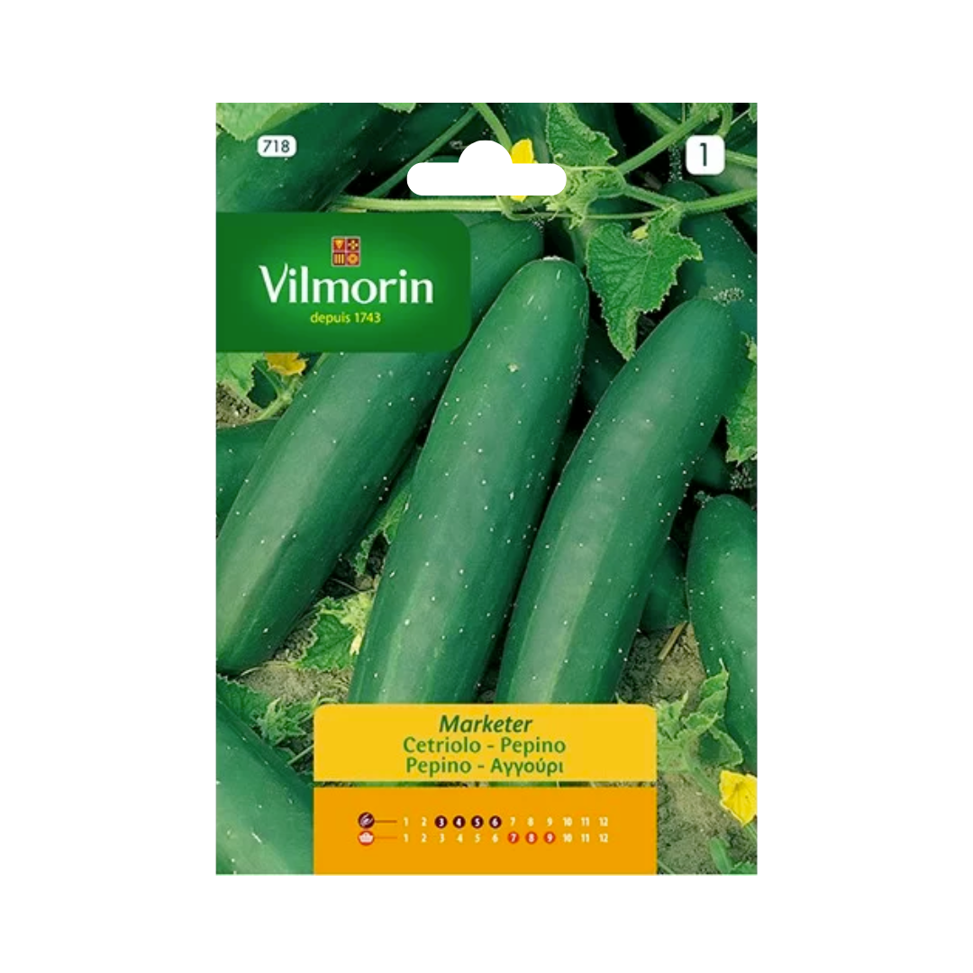 Semillas de Pepino Marketer Vilmorin