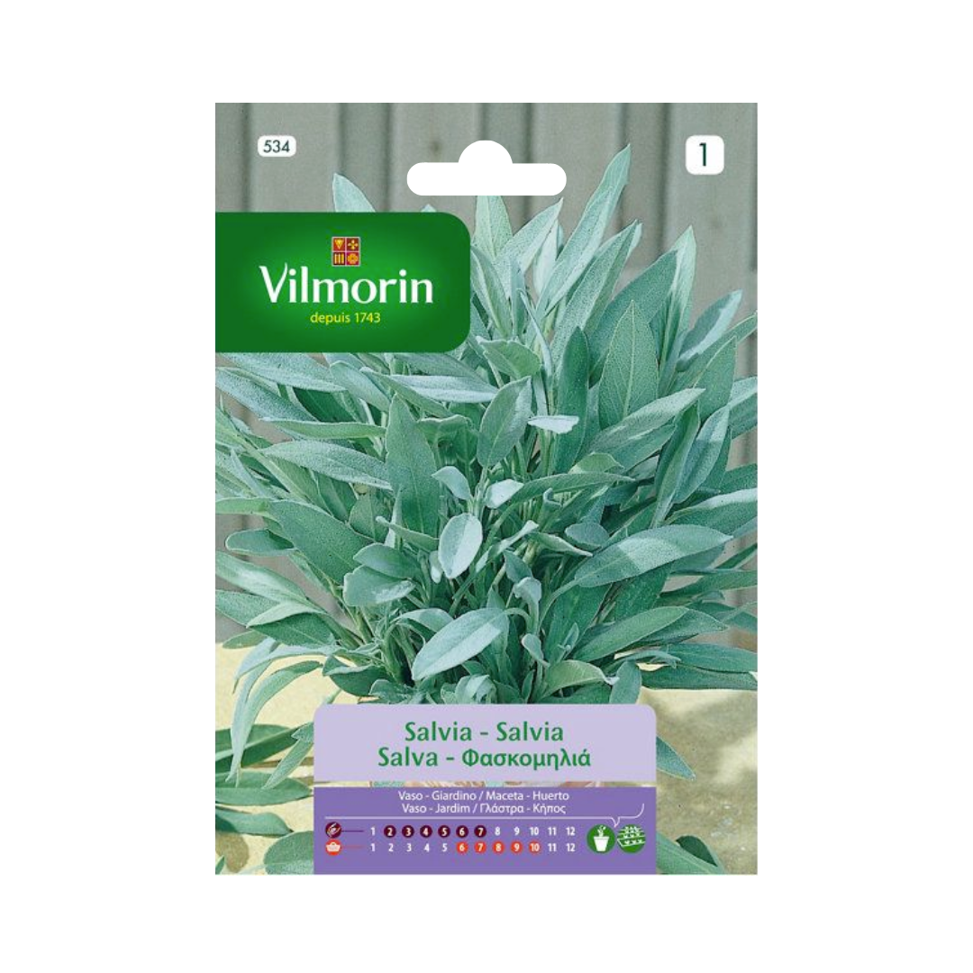 Semillas de Salvia Vilmorin