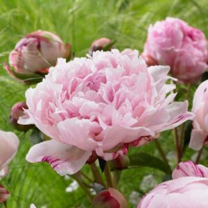 Rizoma de Peonía Sarah Bernhardt