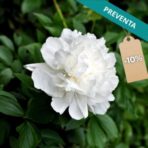 Rizoma de Peonía Duchesse de Nemours