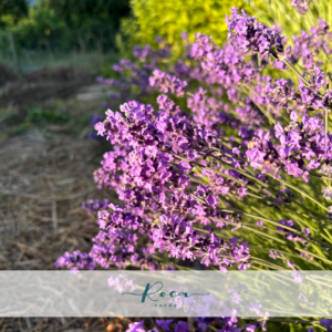 Planta de Lavanda Enana