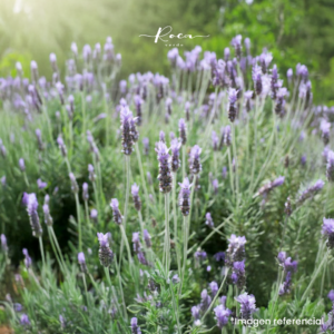 Planta de Lavanda Francesa