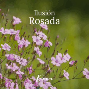 Semillas de Ilusión Rosada