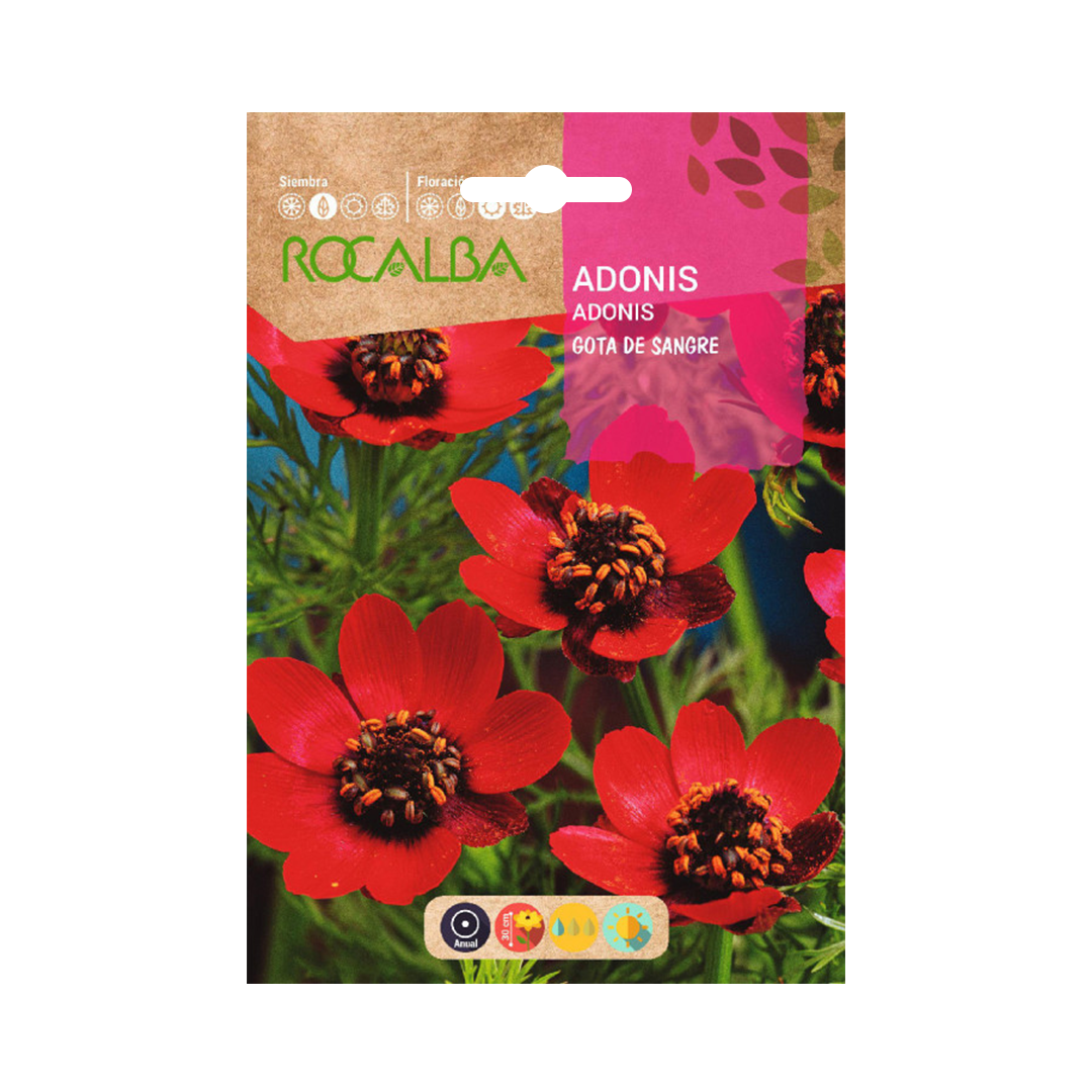 Semillas de Adonis Rojo