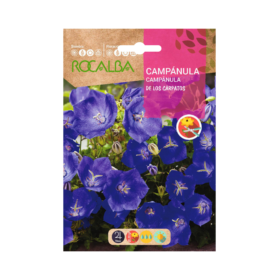 Semillas de Campánula de los Cárpatos Azul
