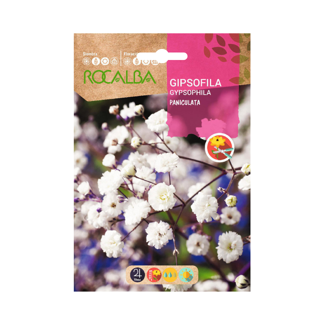 Semillas de Gipsofila paniculata blanca