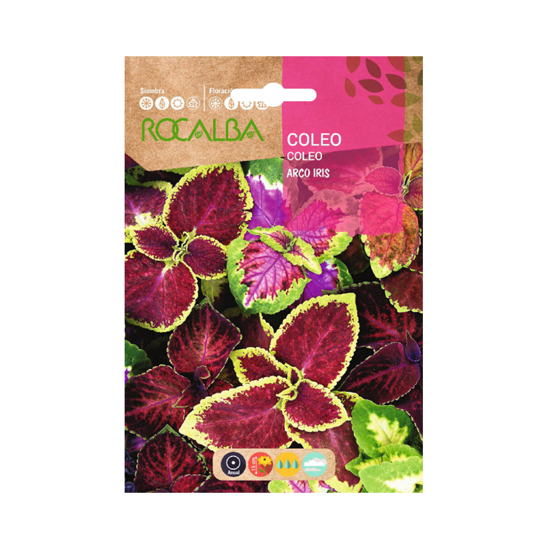 Semillas de Cóleo Arcoiris